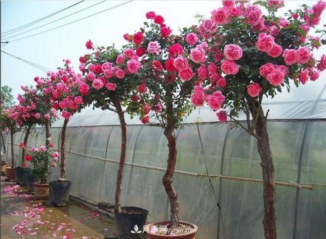 在冬天的時(shí)候種植的樹狀月季怕不怕冷？(圖1)