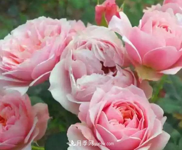 當(dāng)月季出現(xiàn)盲芽的情況，花友們該如何養(yǎng)護(hù)？(圖1)