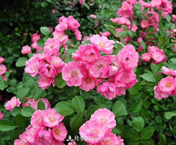樹狀月季造型多樣、簡單易活性能是什么？(圖1)