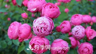 月季花是中國傳統(tǒng)十大名花之一，一年長占四時春(圖1)