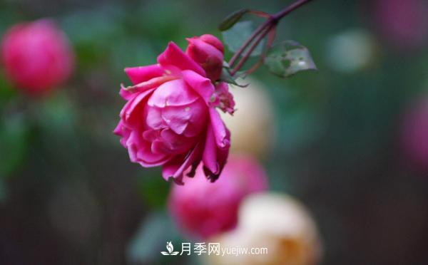 3公分月季總是深受人們的喜愛，原因是什么呢？(圖1)