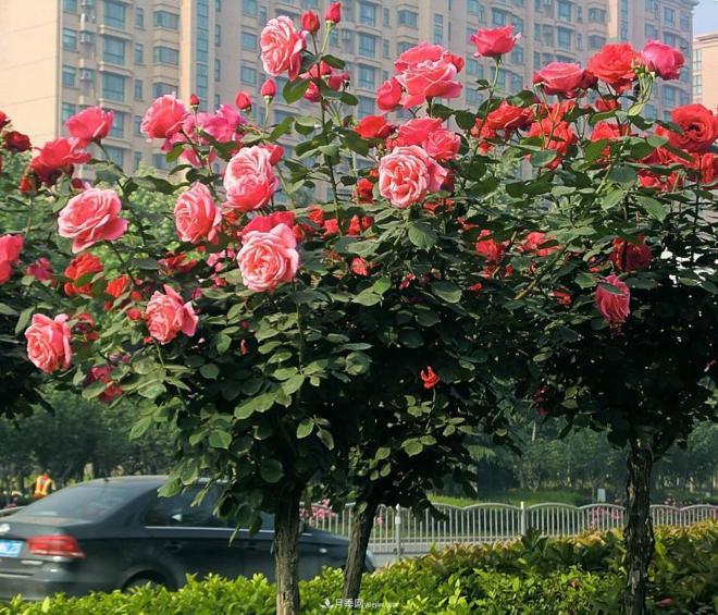 樹狀月季的種類和特點(diǎn)是什么？(圖1)