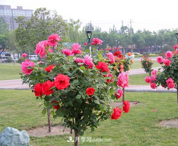 在培養(yǎng)樹狀月季的時候，對光照與溫度都有什么要求(圖1)