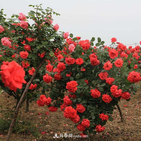 在培育幼齡期的月季時(shí)，有哪些需要注意的？(圖1)