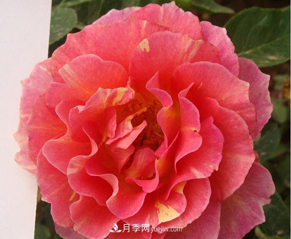 月季的這些知識(shí)，你知道嗎？(圖1)