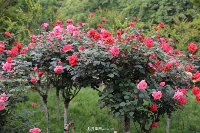 怎樣讓樹狀月季快速康復(fù)強(qiáng)健你知道么？(圖1)