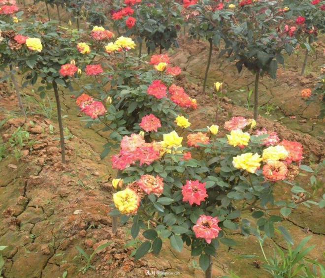 炎熱的夏天如何加強月季植株田間管理？(圖1)