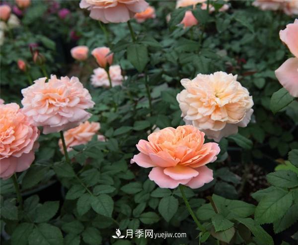 樹(shù)狀月季的常見(jiàn)種類有哪些？(圖1)