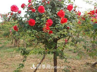 樹狀月季這兩個地方的芽是必須要抹掉的，你知道嗎？(圖1)
