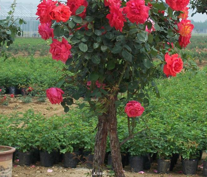 樹狀月季種植后開花不大的原因在哪里和品種有關(guān)系嗎？(圖1)