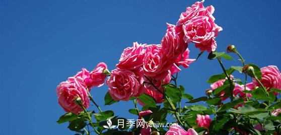 花友們都很關(guān)注月季是如何養(yǎng)殖的，其實(shí)***重要的就是種植后的灌溉問題(圖1)