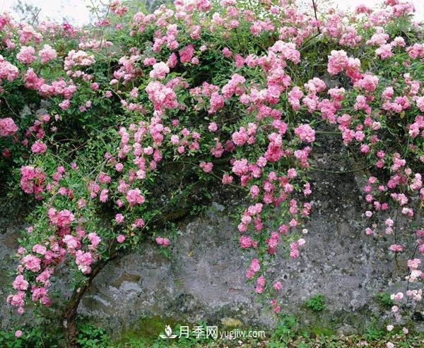 南陽藤本月季三季開花的秘訣(圖1)