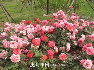 月季換盆怎么操作？換盆后經(jīng)常出現(xiàn)的問題(圖1)