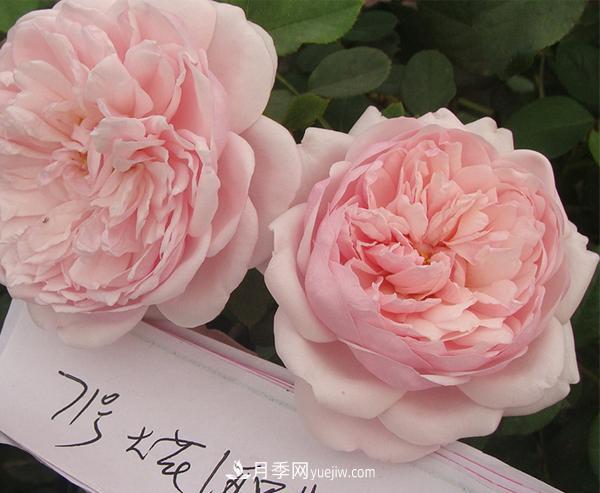 南陽月季種植基地推薦幾種適合陽臺月季品種(圖1)