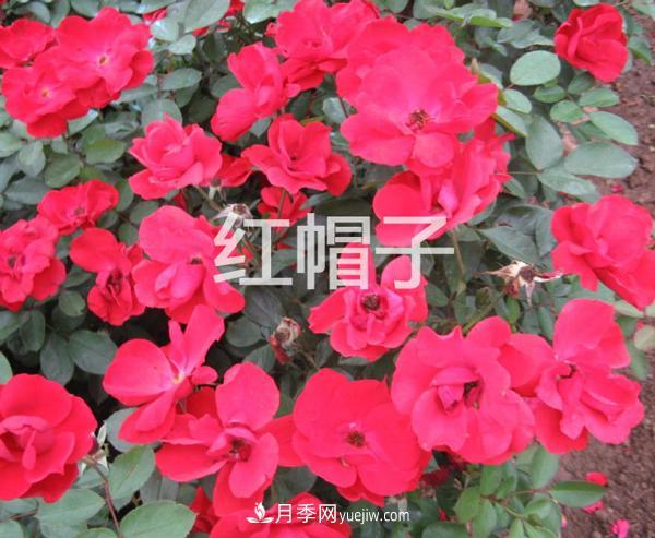 南陽月季花基地告訴大家 如何防止月季花越開越小(圖1)