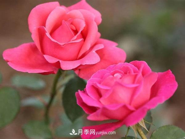 藤本月季種植基地講述--藤本月季選購、種植、養(yǎng)護(hù)經(jīng)驗(yàn)分享(圖1)