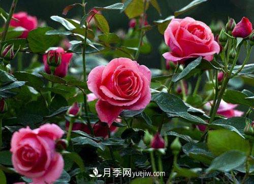 樹狀月季的嫁接修剪技術(shù)，你知道嗎(圖1)