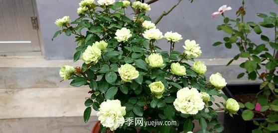 爬藤月季花，一要會(huì)“牽引”，二要會(huì)“修剪”，藤本月季牽引技巧(圖1)