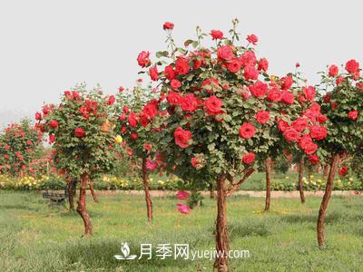 南陽月季園主要作盆栽觀賞、點綴草坪和布置花色圖案。(圖1)