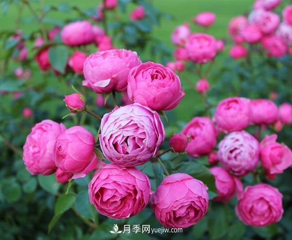 通過以下4點(diǎn)來區(qū)分月季和玫瑰(圖1)