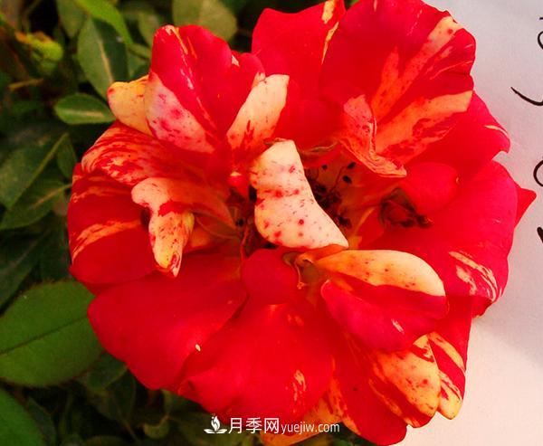 很多花店每逢節(jié)日必火的紅玫瑰，它的真身其實是月季花。(圖1)
