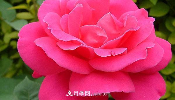想要月季花朵開的又大又好，這幾個修剪小技巧一定要掌握！(圖1)