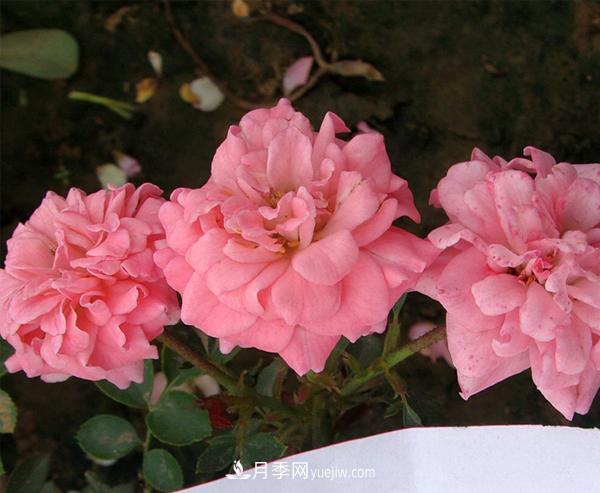 月季是我國的原產(chǎn)花卉，后來產(chǎn)生了很多優(yōu)良品種。分別是？(圖1)