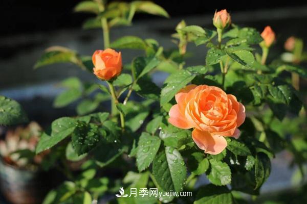 適合陽臺養(yǎng)的月季品種有哪些？(圖1)