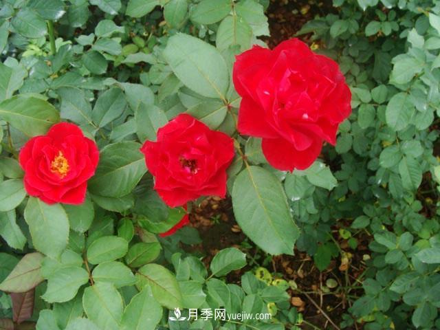 藤本月季在個(gè)性布置中很常見，它的移栽定植是什么？(圖1)