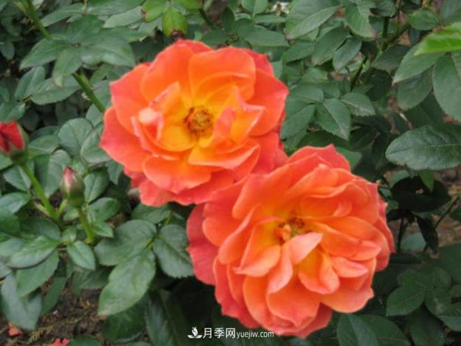 月季作為常見的花卉，它與家居風(fēng)水有關(guān)系嗎？(圖1)