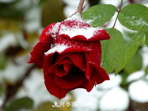 被雪中的月季花所震撼，傲然開(kāi)放，芳香依舊(圖1)