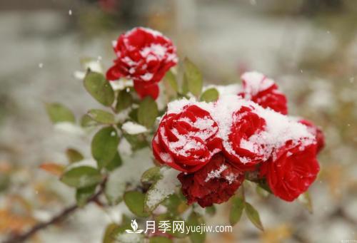 被雪中的月季花所震撼，傲然開(kāi)放，芳香依舊(圖2)