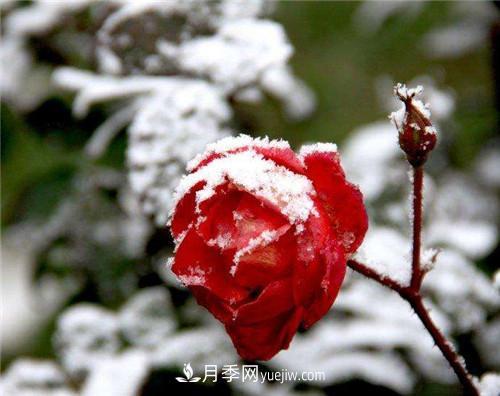 被雪中的月季花所震撼，傲然開(kāi)放，芳香依舊(圖3)