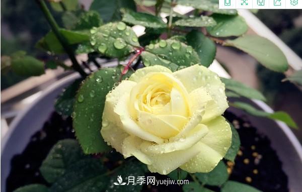 4個(gè)好養(yǎng)的月季品種，隨便一養(yǎng)就爆花，夏天耐熱不怕曬(圖1)