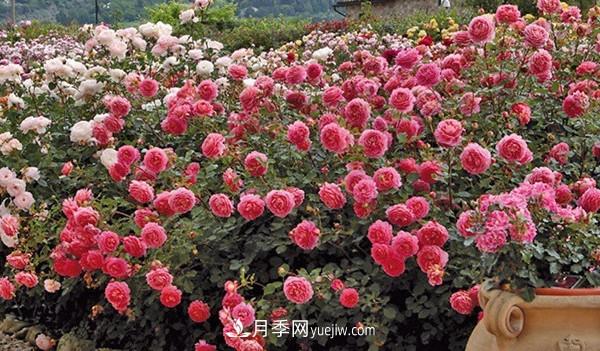 4個(gè)好養(yǎng)的月季品種，隨便一養(yǎng)就爆花，夏天耐熱不怕曬(圖3)