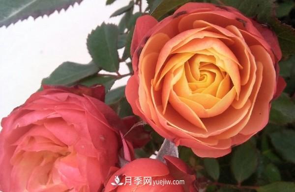 4個(gè)好養(yǎng)的月季品種，隨便一養(yǎng)就爆花，夏天耐熱不怕曬(圖2)