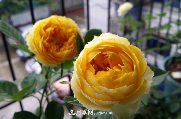 4個(gè)好養(yǎng)的月季品種，隨便一養(yǎng)就爆花，夏天耐熱不怕曬(圖4)