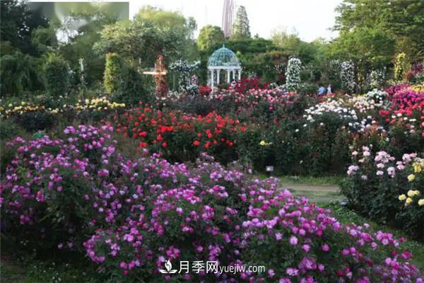 月季在花園中的應(yīng)用場(chǎng)景，美圖欣賞(圖1)