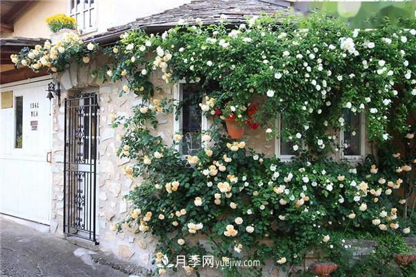 月季在花園中的應(yīng)用場(chǎng)景，美圖欣賞(圖3)