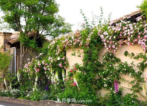 月季在花園中的應(yīng)用場(chǎng)景，美圖欣賞(圖4)