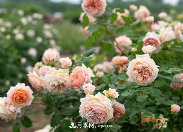 花園藤本月季，9個(gè)優(yōu)秀品種推薦(圖7)