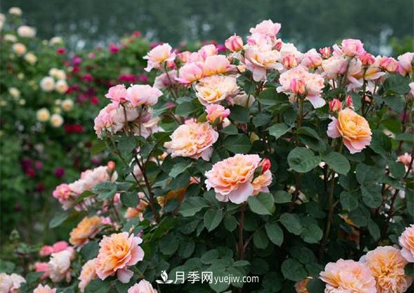 花園藤本月季，9個(gè)優(yōu)秀品種推薦(圖2)