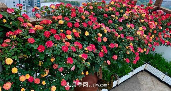 花園藤本月季，9個(gè)優(yōu)秀品種推薦(圖5)