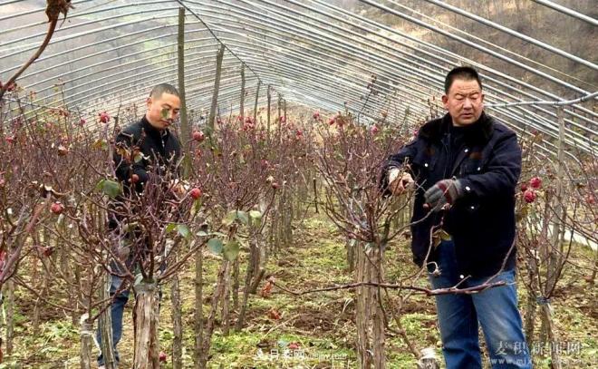 甘肅天水市麥積鎮(zhèn)北灣村： 月季花開幸福來(圖4)