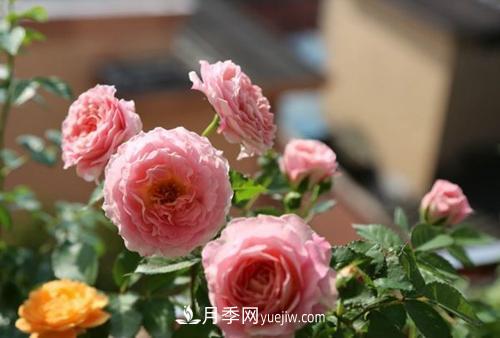 推薦4種微型月季，植株矮小花量大，專為陽臺而生，值得擁有！(圖2)