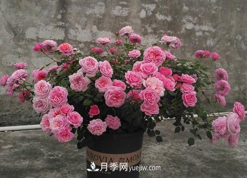 推薦4種微型月季，植株矮小花量大，專為陽臺而生，值得擁有！(圖5)