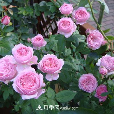 推薦4種微型月季，植株矮小花量大，專為陽臺而生，值得擁有！(圖6)