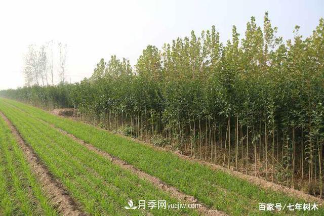 苗木行業(yè)大洗牌后，這些品種價(jià)格將回升！(圖1)