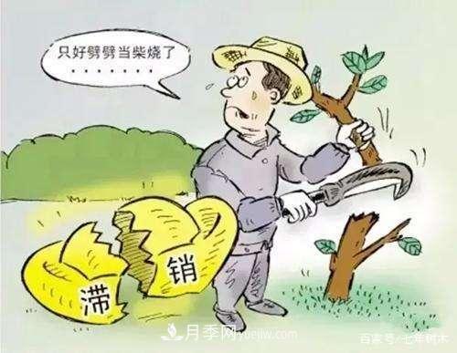 苗木行業(yè)大洗牌后，這些品種價(jià)格將回升！(圖2)