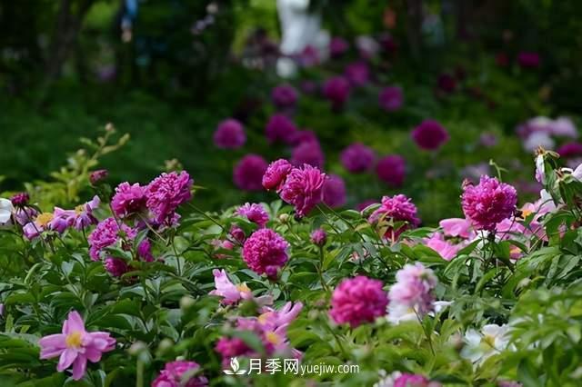 6種宿根花卉，好看好養(yǎng)，觀賞性強(qiáng)綠化帶很常見(圖2)